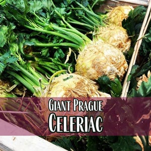 78,800 Celeriac Seeds (Giant Prague) | Heirloom, Non-GMO, Vegetable Gardening Seed Packet for Growing, Apium graveolens var. rapaceum