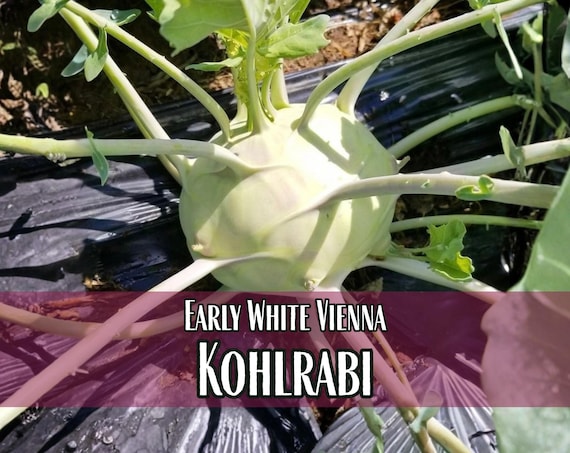 10,400 Kohlrabi Seeds (Early White Vienna) | Vegetable Garden Seed Packet,  Easy To Grow Seed, Heirloom, Non-GMO, Brassica oleracea Gongylode