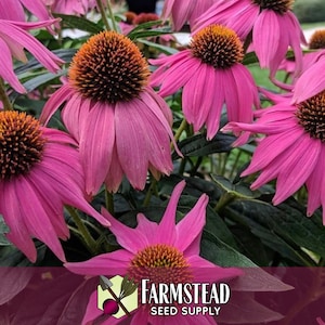 3,100 Echinacea Purpurea Coneflower Seeds | Non-GMO Wildflower Gardening Seed Packet for Growing Flowers for Pollinator Bees & Butterflies image 5