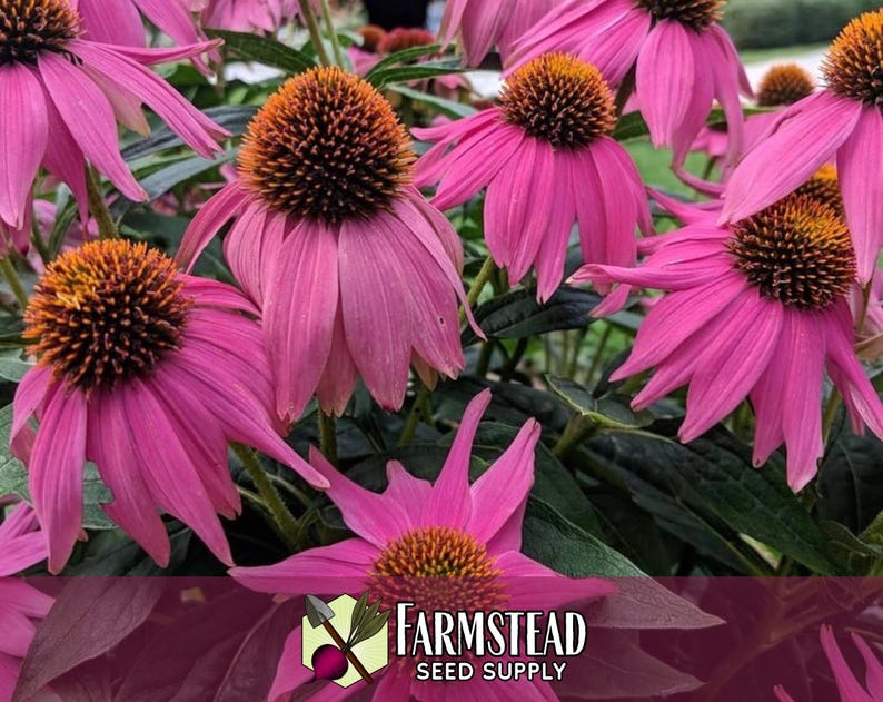 3,100 Echinacea Purpurea Coneflower Seeds | Non-GMO Wildflower Gardening Seed Packet for Growing Flowers for Pollinator Bees & Butterflies image 5