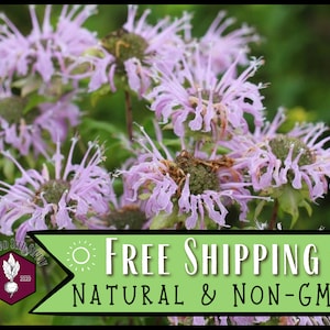 22,000 Bergamot / Bee Balm Seeds | Non-GMO Wildflower Pollinator Flower Gardening Plant Seed Packet for Bee and Butterfly, Monarda fistulosa