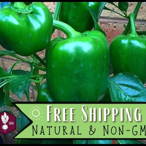 2,400 Sweet Green Pepper Seeds (Cal Wonder) | Heirloom, Non-GMO, Vegetable Garden Seed Packet, Container Gardening, Capsicum annuum
