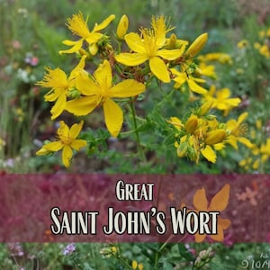 23,450 Saint John's Wort (Great) Seeds | Wildflower Garden Seed Packet for Pollinator Bee & Butterflies, Flower Gardening, Hypericum ascyron