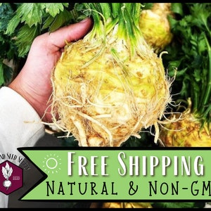 78,800 Celeriac Seeds (Giant Prague) | Heirloom, Non-GMO, Vegetable Gardening Seed Packet for Growing, Apium graveolens var. rapaceum