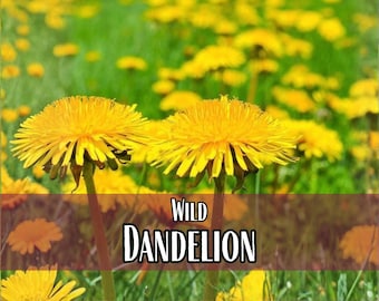 1,600 Wild Dandelion Seeds | Wildflower Gardening Seed Packet for Growing Flowers for Pollinator Bees & Butterflies, Taraxacum officinale