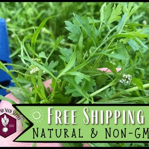 11,600 Cress Seeds (Curled) | Heirloom, Non-GMO, Vegetable Gardening Seed Packet for Homesteader & Gardener, Indian Herbs, Lepidium sativum