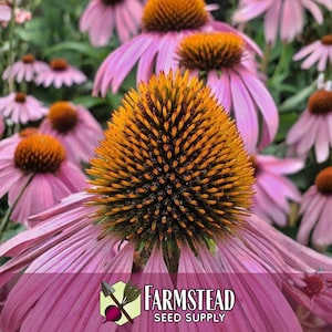 3,100 Echinacea Purpurea Coneflower Seeds | Non-GMO Wildflower Gardening Seed Packet for Growing Flowers for Pollinator Bees & Butterflies image 2