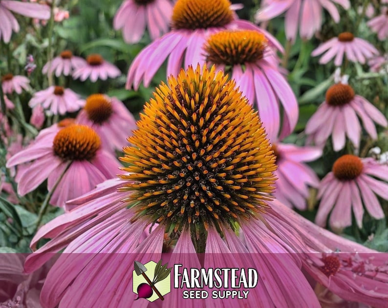 3,100 Echinacea Purpurea Coneflower Seeds | Non-GMO Wildflower Gardening Seed Packet for Growing Flowers for Pollinator Bees & Butterflies image 2