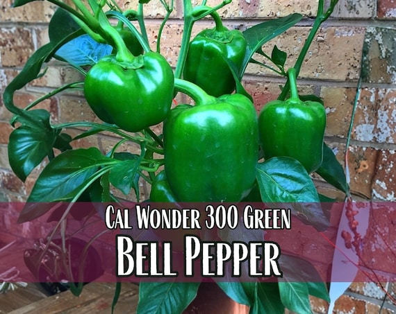 2,400 Sweet Green Pepper Seeds (cal Wonder) | Heirloom, Non-gmo, Vegetable  Garden Seed Packet, Container Gardening, Capsicum Annuum - Etsy