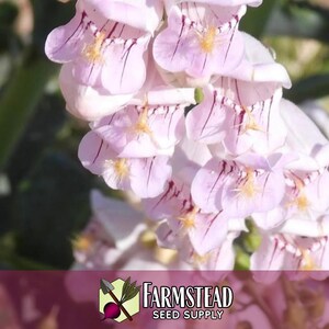 17,800 Palmer's Penstemon Seeds | Native Flower Gardening Seed for Pollinator Butterflies & Bees, Wildflower Seed Packet, Penstemon palmeri image 2