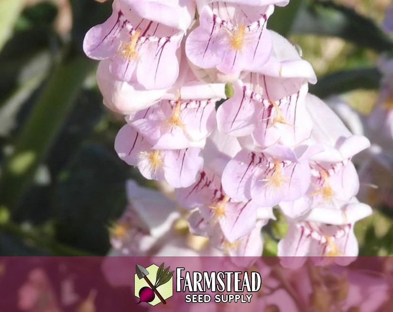 17,800 Palmer's Penstemon Seeds | Native Flower Gardening Seed for Pollinator Butterflies & Bees, Wildflower Seed Packet, Penstemon palmeri image 2