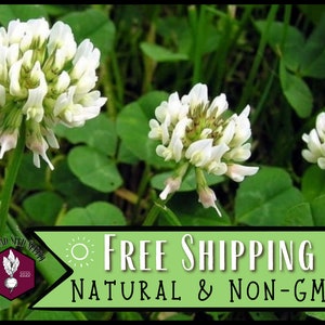 56,500 Clover Seeds (White Dutch, New Zealand) | Wildflower Gardening Pollinator Plant Seed Packets for Bees & Butterflies, Trifolium repens