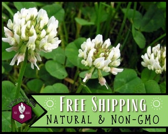 56,500 Clover Seeds (White Dutch, New Zealand) | Wildflower Gardening Pollinator Plant Seed Packets for Bees & Butterflies, Trifolium repens