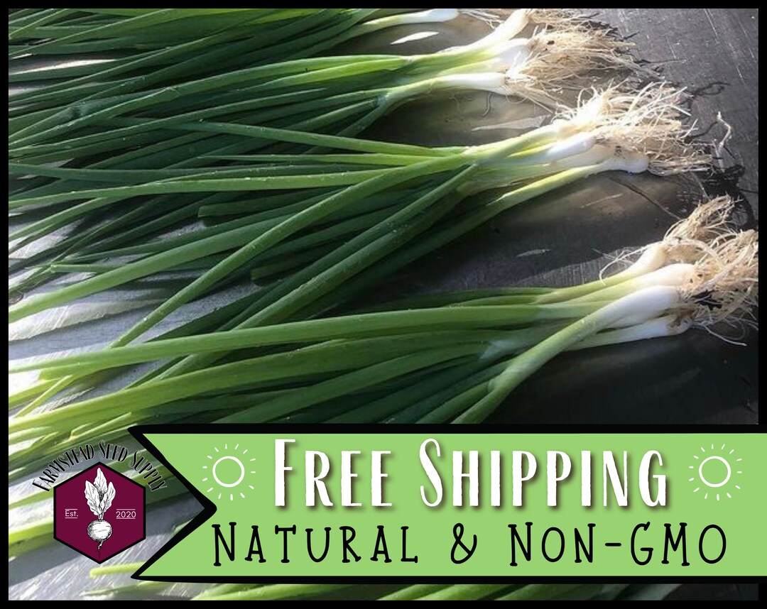 9,600 Bunchng Onon Seeds (tokyo Long Whte) | Herloom, Non-gmo, Vegetable Garden Seed Packet