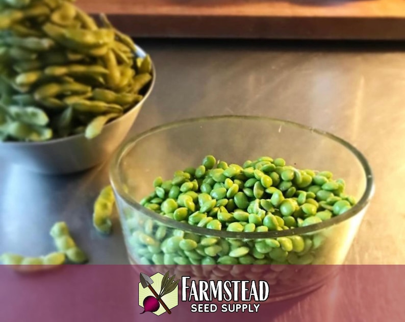 100 Edamame Soybean Seeds (BeSweet) | Heirloom, Non-GMO, Vegetable Gardening Seed Packets for Planting Gardens, Easy To Grow, Glycine max image 3