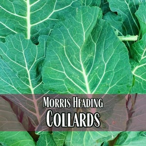 10,900 Collard Seeds (Morris Heading) | Heirloom, Non-GMO, Vegetable Gardening Seed Packet for Planting, Brassica oleracea var. viridis