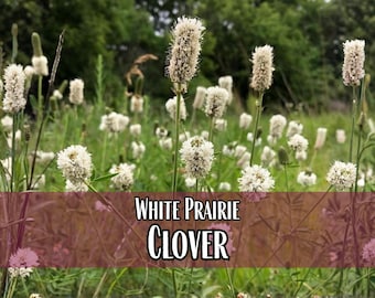 26,750 White Prairie Clover Seeds | Native Wildflower for Pollinators, Bees, Butterflies, Cover Crop Seed, Flower Gardening. Dalea candida