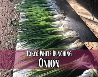 9,600 Bunching Onion Seeds (Tokyo Long White) | Heirloom, Non-GMO, Vegetable Garden Seed Packet, Homesteader Garden, Allium fistulosum