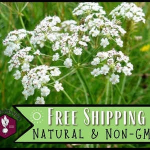 5,700 Caraway Herb Seeds | Heirloom, Non-GMO, Herb Gardening Plant Seed Packet for Planting, Growing & Homesteading, Carum carvi