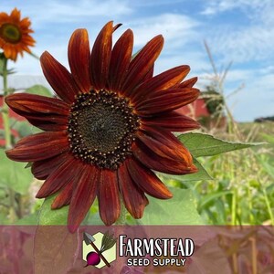 875 Velvet Queen Sunflower Seeds | Pollinator Plant for Bee & Butterfly, Rare Heirloom, Non-GMO, Easy To Grow Flowers for Beginner Gardener image 4