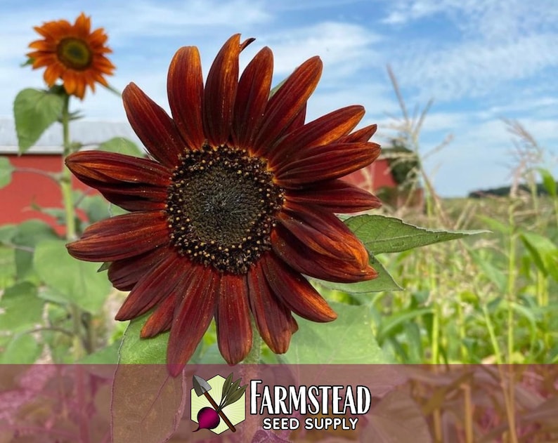 875 Velvet Queen Sunflower Seeds | Pollinator Plant for Bee & Butterfly, Rare Heirloom, Non-GMO, Easy To Grow Flowers for Beginner Gardener image 4