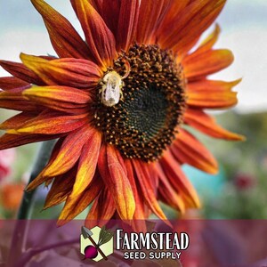 875 Velvet Queen Sunflower Seeds | Pollinator Plant for Bee & Butterfly, Rare Heirloom, Non-GMO, Easy To Grow Flowers for Beginner Gardener image 3