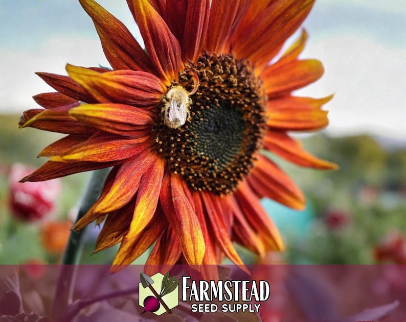 875 Velvet Queen Sunflower Seeds | Pollinator Plant for Bee & Butterfly, Rare Heirloom, Non-GMO, Easy To Grow Flowers for Beginner Gardener image 3