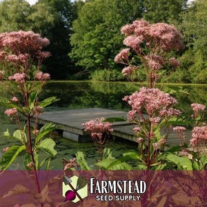 6,600 Spotted Joe Pye Weed Seeds | Native Wildflower Seed for Perennial Flower Gardens, Pollinator Butterflies & Bees, Eutrochium maculatum image 3