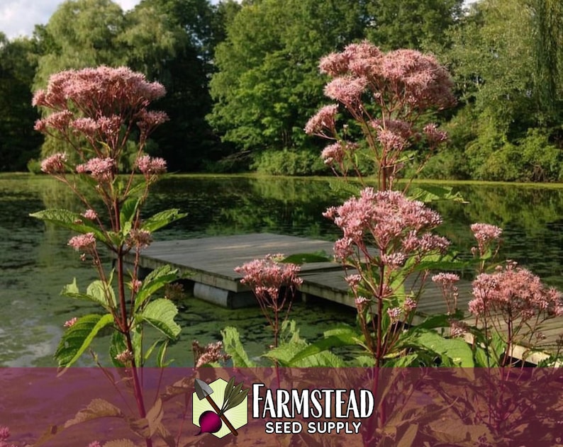6,600 Spotted Joe Pye Weed Seeds | Native Wildflower Seed for Perennial Flower Gardens, Pollinator Butterflies & Bees, Eutrochium maculatum image 3