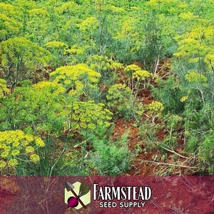13,600 Dill Seeds (Bouquet) | Heirloom, Non-GMO, Herb Seed Packet, Container Gardening, Culinary Herb Garden Plant Seeds, Anethum graveolens image 2