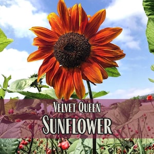 875 Velvet Queen Sunflower Seeds | Pollinator Plant for Bee & Butterfly, Rare Heirloom, Non-GMO, Easy To Grow Flowers for Beginner Gardener image 1