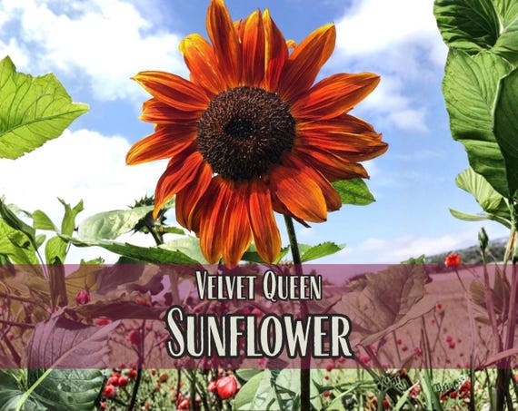 875 Velvet Queen Sunflower Seeds | Pollinator Plant for Bee & Butterfly, Rare Heirloom, Non-GMO, Easy To Grow Flowers for Beginner Gardener