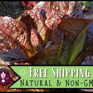 29,000 Lettuce Seeds (Cimmaron) | Heirloom, Non-GMO, Vegetable Garden Seed Packet, Easy To Grow, Gardening for Kids, Lactuca sativa