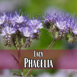 17,000 Lacy Phacelia Seeds | Native Flower Gardening Plant Seed, Wildflowers for Pollinator Butterflies & Bees, Phacelia tanacetifolia