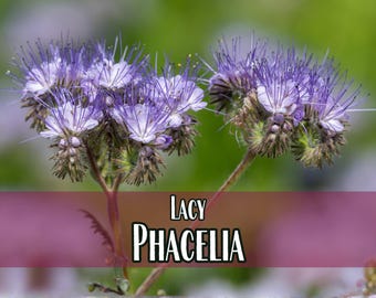 17,000 Lacy Phacelia Seeds | Native Flower Gardening Plant Seed, Wildflowers for Pollinator Butterflies & Bees, Phacelia tanacetifolia