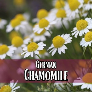 156,000 German Chamomile Seeds | Heirloom, Non-GMO, Pollinator Plant Seed Packet for Butterfly & Bee Flower Gardening, Matricaria chamomilla