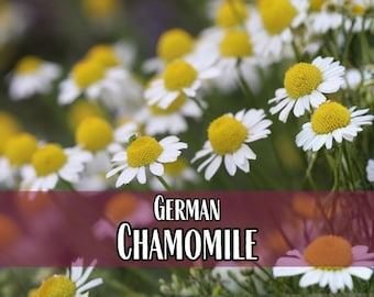 156,000 German Chamomile Seeds | Heirloom, Non-GMO, Pollinator Plant Seed Packet for Butterfly & Bee Flower Gardening, Matricaria chamomilla