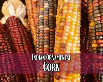 200 Indian Ornamental Corn Seeds | Heirloom, Non-GMO, Vegetable Gardening Seed Packet for Survival Homesteading & Gardeners, Zea mays