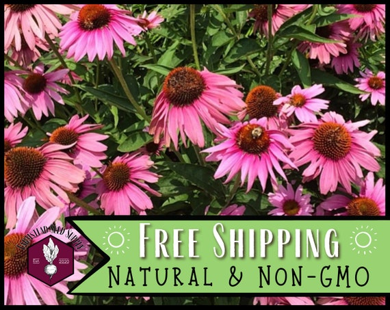 3,100 Echinacea Purpurea Coneflower Seeds | Non-GMO Wildflower Gardening Seed Packet for Growing Flowers for Pollinator Bees & Butterflies