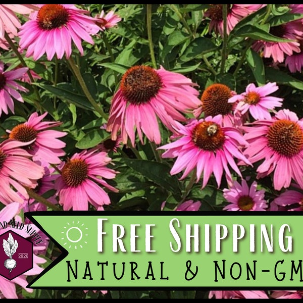 3,100 Echinacea Purpurea Coneflower Seeds | Non-GMO Wildflower Gardening Seed Packet for Growing Flowers for Pollinator Bees & Butterflies