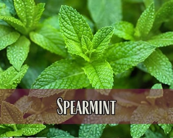 20,500 Spearmint Seeds | Container Herb Gardening Seed for Growing Mint Plants, Heirloom, Non-GMO, Mentha spicata