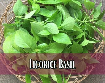 7,800 Licorice Basil Seeds | Heirloom, Non-GMO, Rare Herb Seed Packet, Container Gardening, Culinary Herb Garden Plant, Ocimum basilicum