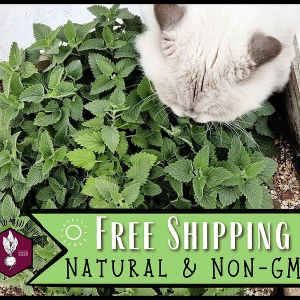 30,500 Catnip Seeds | Non-GMO, Container Herb Garden Seed Packet for Growing Catnip Plant for Cat Toys, Natural Cat-Friendly Herb, Cat Gifts