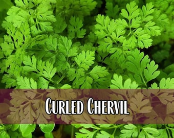 5,800 Chervil Seeds | Heirloom, Non-GMO, Herb Gardening Plant Seed Packet for Planting, Growing & Homesteading, Anthriscus cerefolium