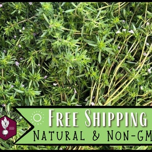 37,900 Summer Savory Seeds | Heirloom, Non-GMO, Culinary Herb Gardening, Easy To Grow Seed Packet for Container Gardens, Satureja hortensis