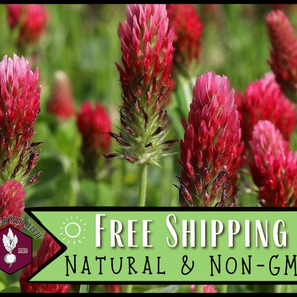 7,900 Crimson Clover Seeds | Wildflower Gardening Pollinator Plant Seed Packet for Bees & Butterflies, Lawn Cover Crop, Trifolium incarnatum