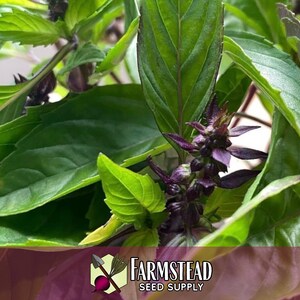 10,500 Cinnamon Basil Seeds | Heirloom, Non-GMO, Rare Herb Seed Packet, Container Gardening, Herb Garden, Basil Plant Seed, Ocimum basilicum image 5