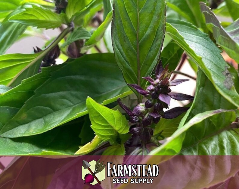 10,500 Cinnamon Basil Seeds | Heirloom, Non-GMO, Rare Herb Seed Packet, Container Gardening, Herb Garden, Basil Plant Seed, Ocimum basilicum image 5