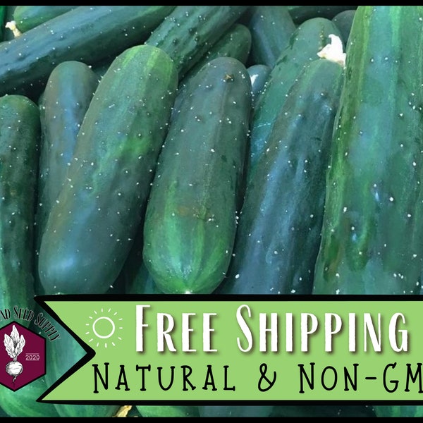 1,300 Cucumber Seeds (Marketmore 76) | Heirloom, Non-GMO, Vegetable Gardening Seed Packet for Homesteaders & Gardeners, Cucumis sativus