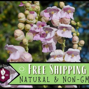 17,800 Palmer&#39;s Penstemon Seeds | Native Flower Gardening Seed for Pollinator Butterflies & Bees, Wildflower Seed Packet, Penstemon palmeri